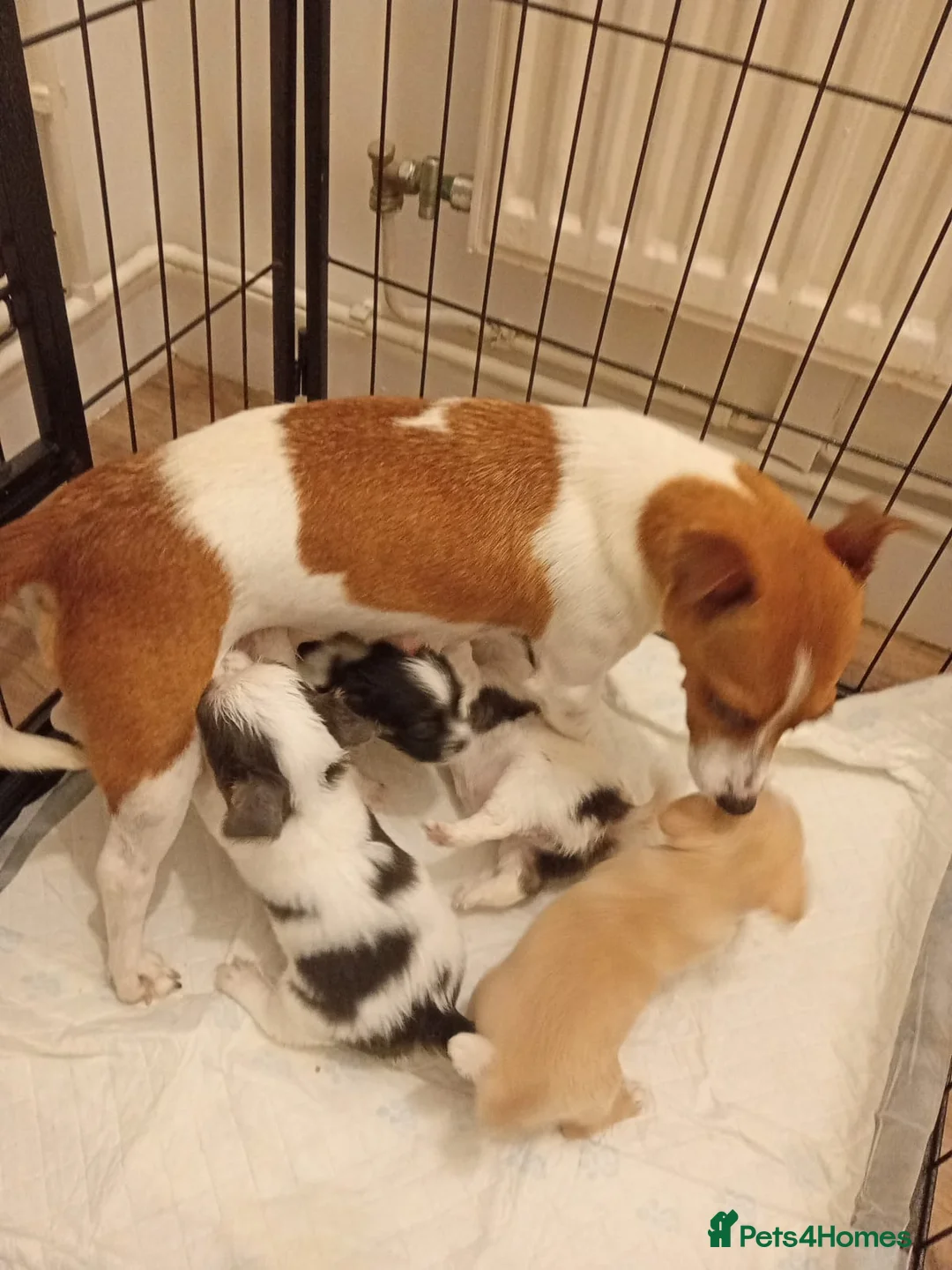 Chihuahua dogs for sale: Stunning Litter of Chihuahua Puppies for Sale in Manchester - Advert 11