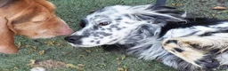 English Setter dogs for adoption: Boss  - Advert 11