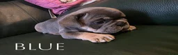 French Bulldog dogs for sale: 4 Male French Bulldog Puppies  - Advert 19