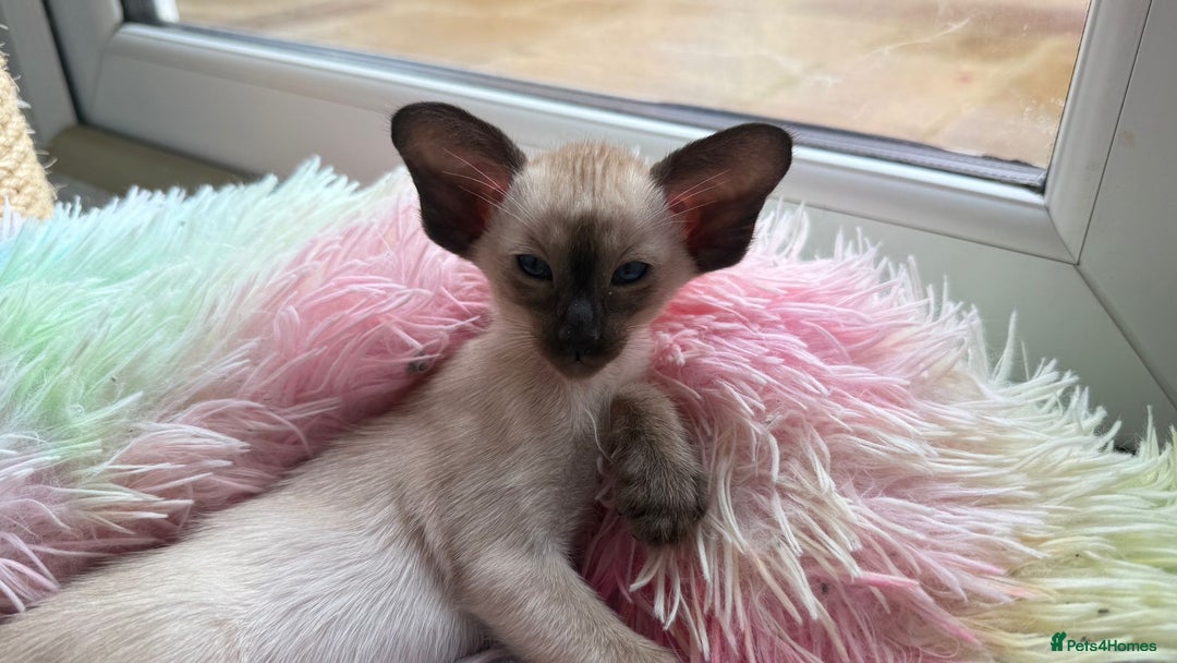 Siamese cats for sale: Siamese GCCF Registered Kittens - Image 17