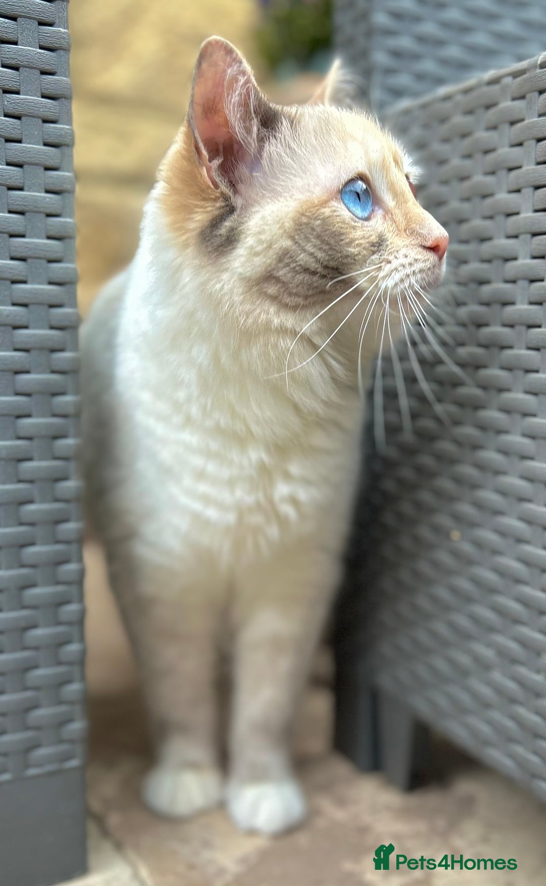 Ragdoll cats for sale: Stunning TICA reg Flame/Cream Boy - Image 11