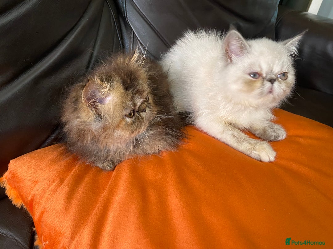 Persian cats for sale: READY NOW GCCF REG PKD FREE EXOTICS - Image 18