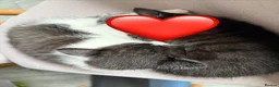 Mixed Breed cats for sale: Male kitten for sale £20 - Advert 9