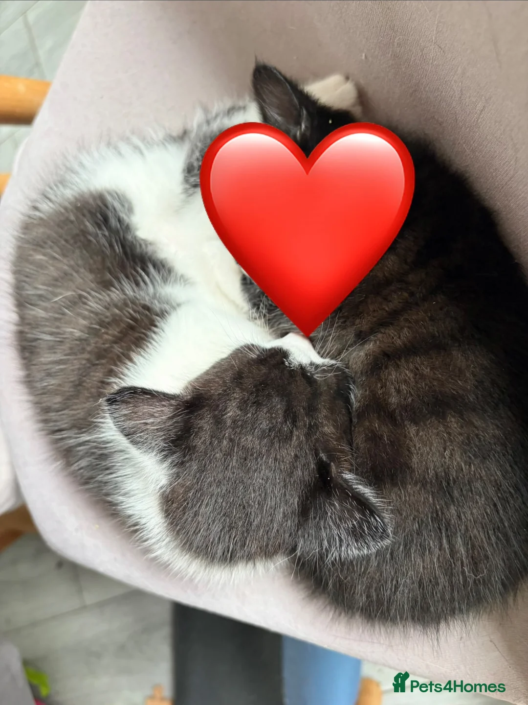 Mixed Breed cats for sale: Male kitten for sale £20 - Advert 9