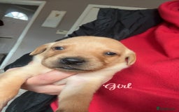 Labrador Retriever dogs for sale: Kc Labrador Puppies - Advert 7