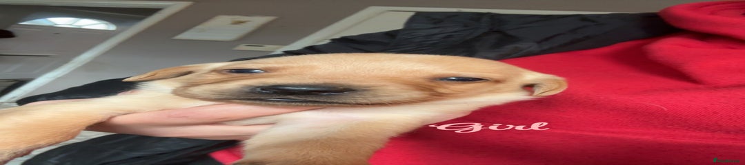 Labrador Retriever Puppy 5