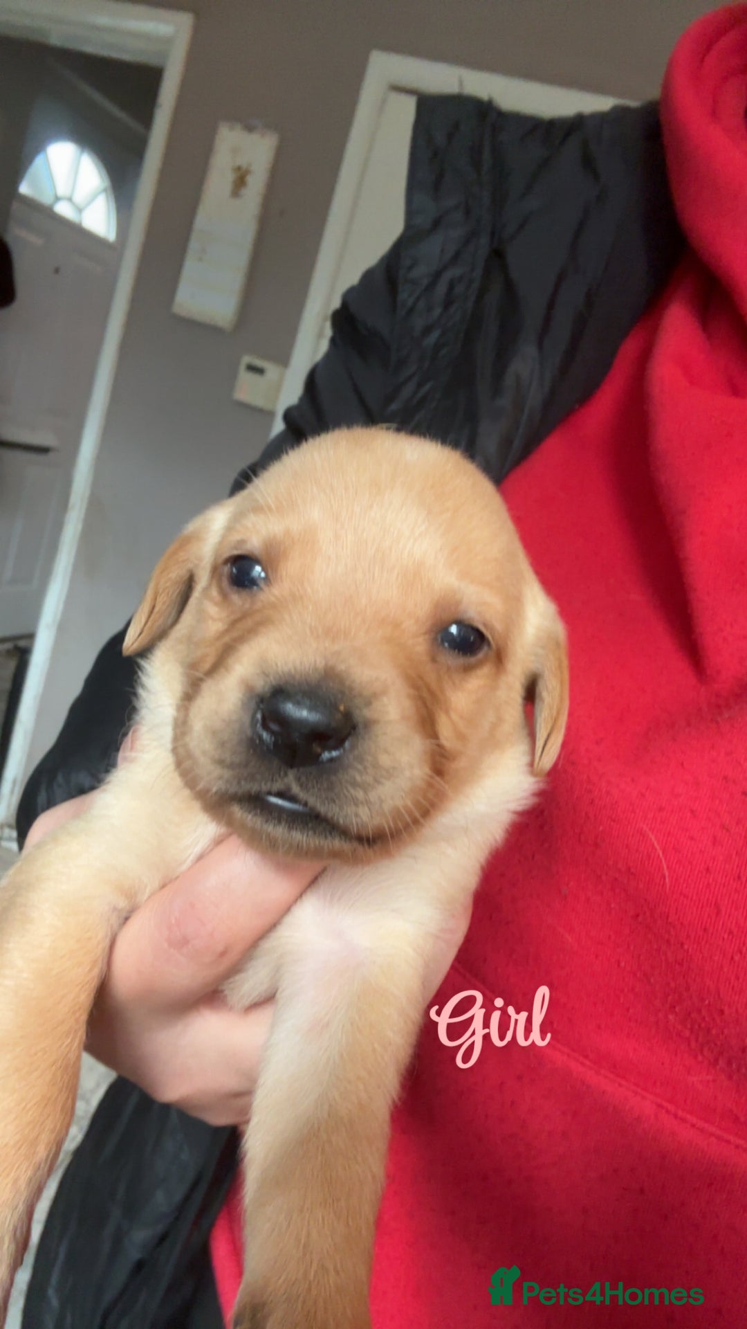 Labrador Retriever dogs for sale: Kc Labrador Puppies - Advert 7