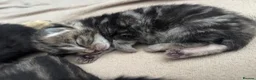 Domestic Shorthair cats for sale: Kittens for sale  - Advert 7