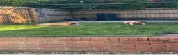 Mixed Breed dogs for sale: Mastiff cross boxer - Advert 4