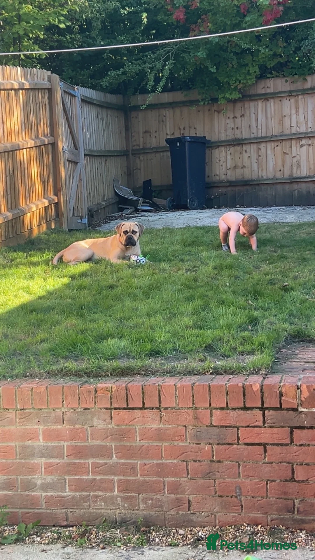 Mixed Breed dogs for sale: Mastiff cross boxer - Advert 4