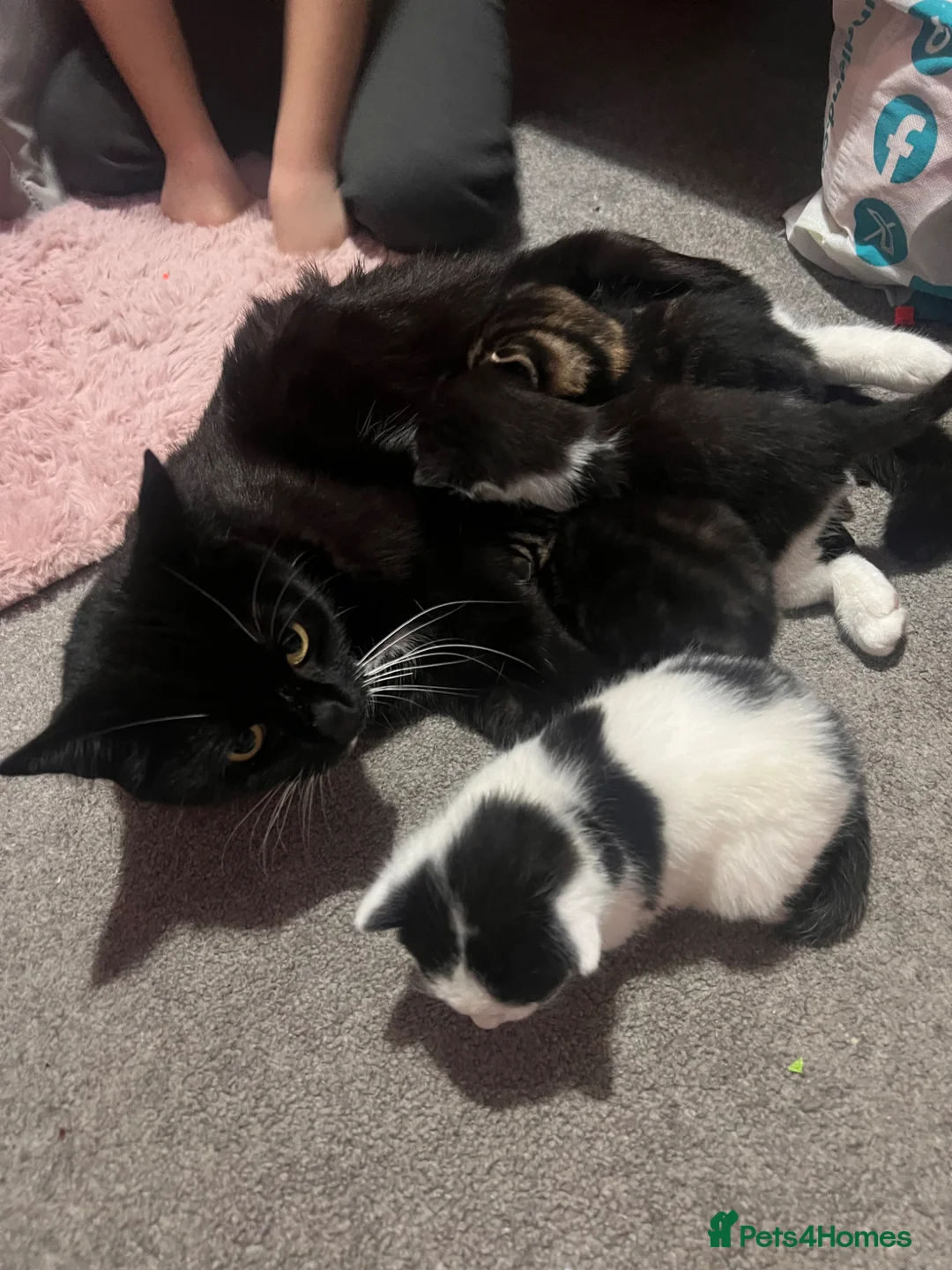 Mixed Breed cats for sale: Adorable family friendly Kittens - Advert 2
