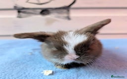 Mini Lop rabbits for sale: ❤️🐰Mini lop bunnies🐰❤️ - Image 10