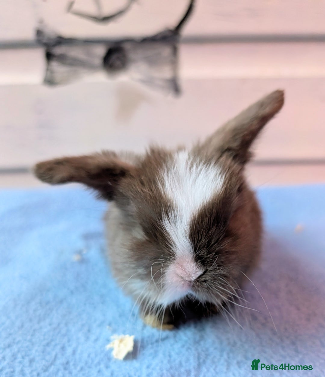 Mini Lop rabbits for sale: ❤️🐰Mini lop bunnies🐰❤️ - Image 10