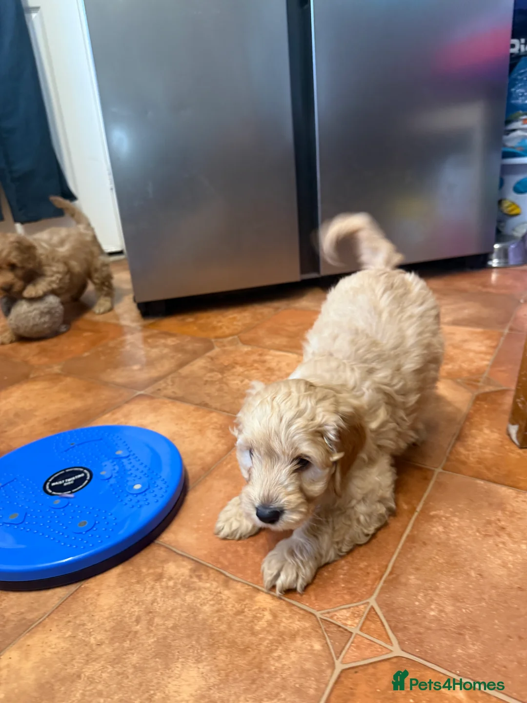 Cockapoo dogs for sale: Beautiful Health Tested Cockapoo Puppies - Advert 10