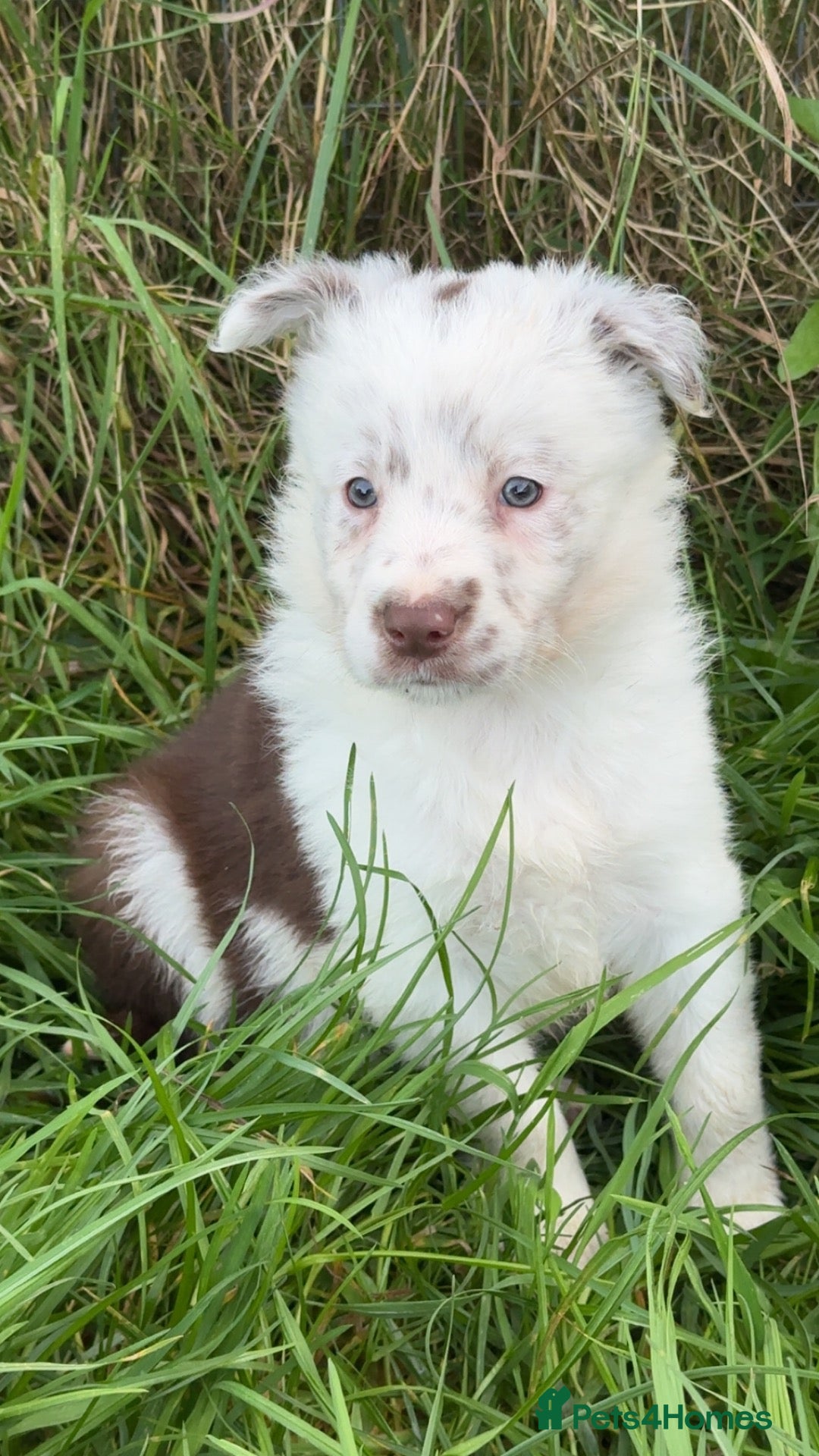 Border Collie dogs Border collie puppies  - Advert 2
