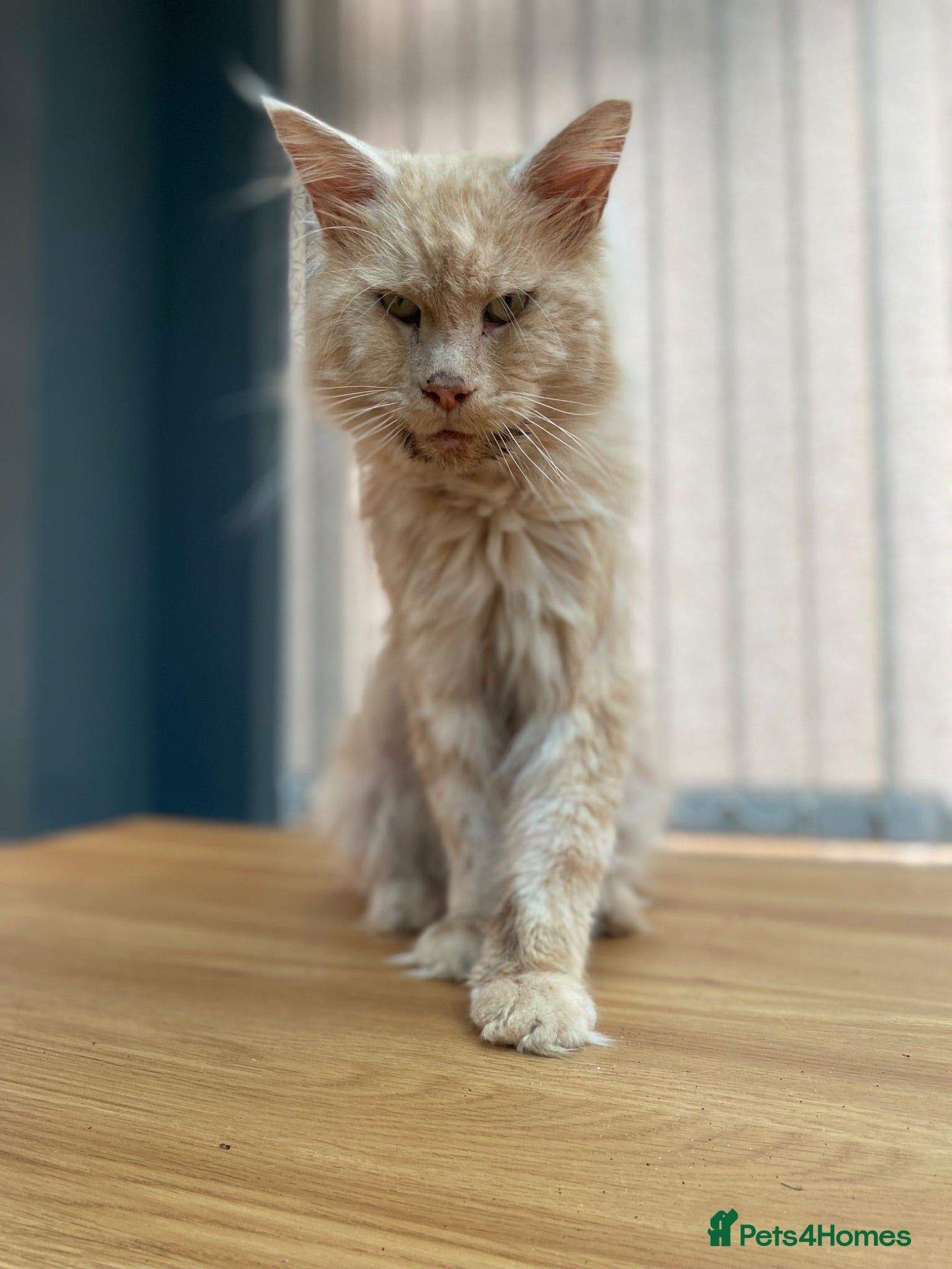 Maine Coon cats 💙 TICA ®️ Proven -  Red Smoke/ White Maine Coon  - Advert 1
