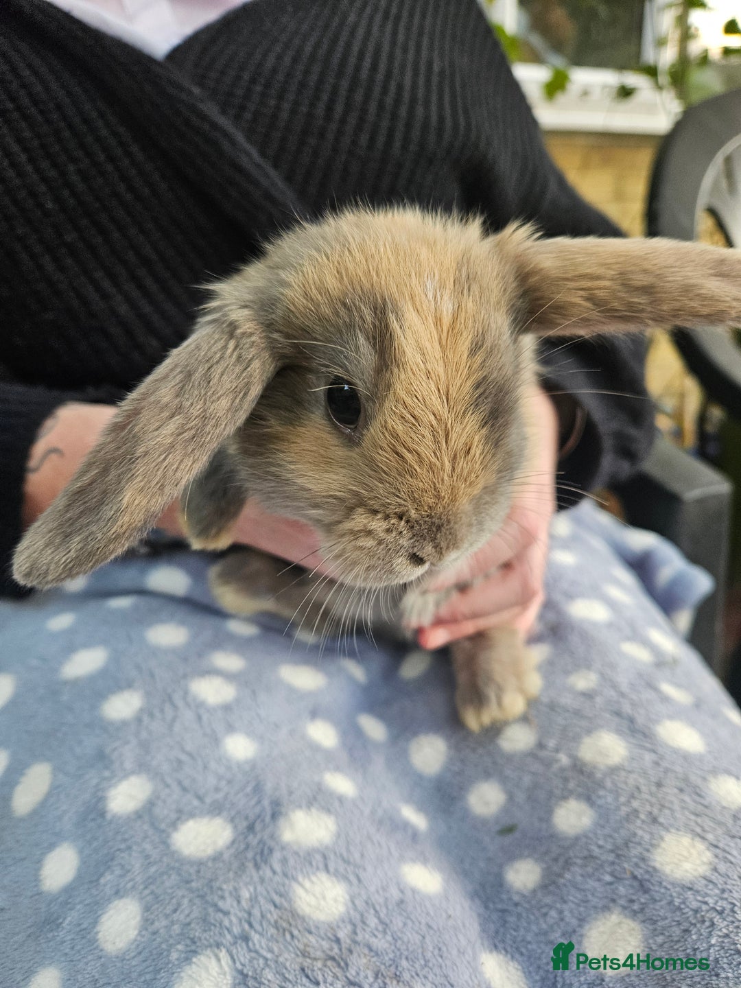 Mini Lop rabbits for sale: 4 gorgeous mini lop boys - Image 4