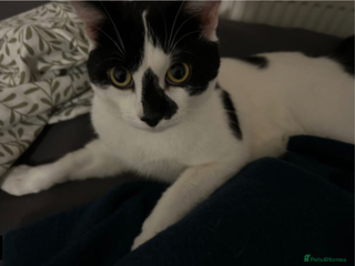 Domestic Shorthair cats for sale: Domestic Shorthair For Sale - Advert 1