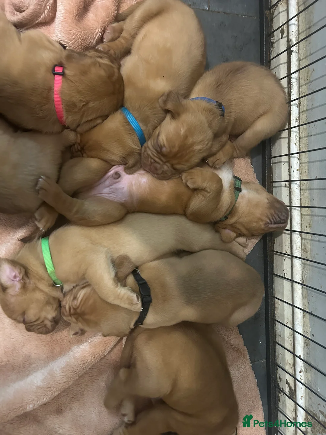 Dogue De Bordeaux dogs for sale: Dogue de Bordeaux pups 4💙 - Advert 2