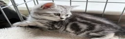 British Shorthair cats for sale: GCCF Rare Show Quality BSH Silver Tabby Kittens  - Advert 22