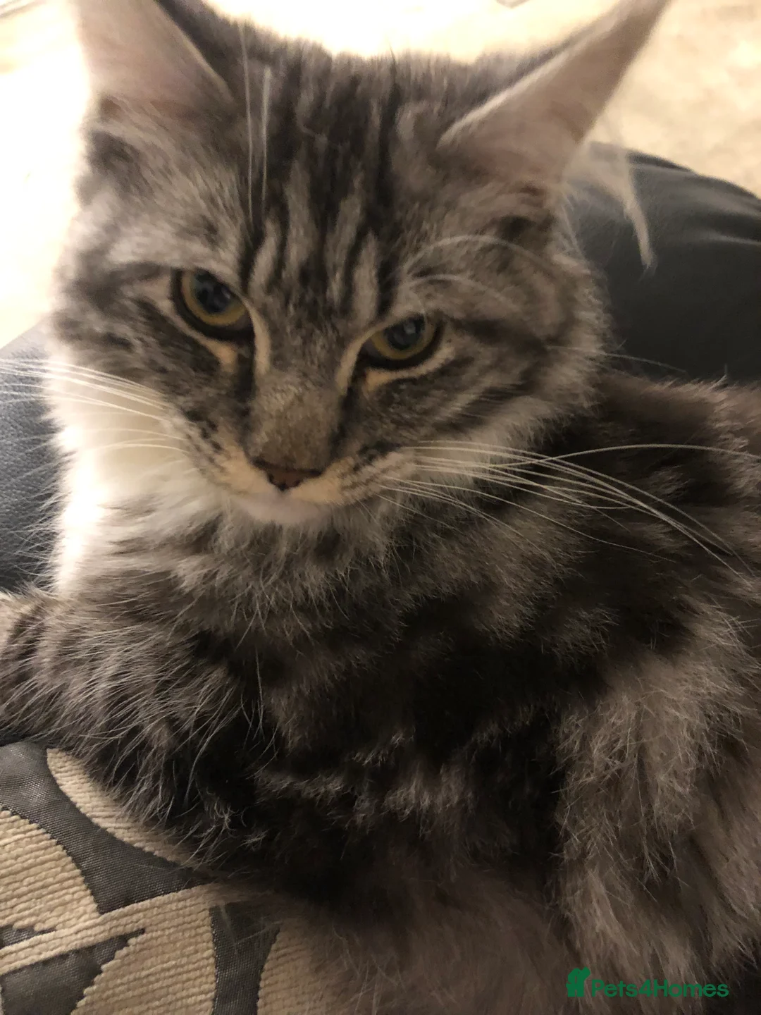 Maine Coon cats for sale: Female maine coon - Advert 2