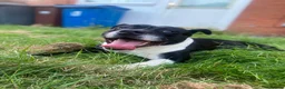 Mixed Breed dogs for sale: Male staffy cross English bulldog  in Manchester - Advert 3