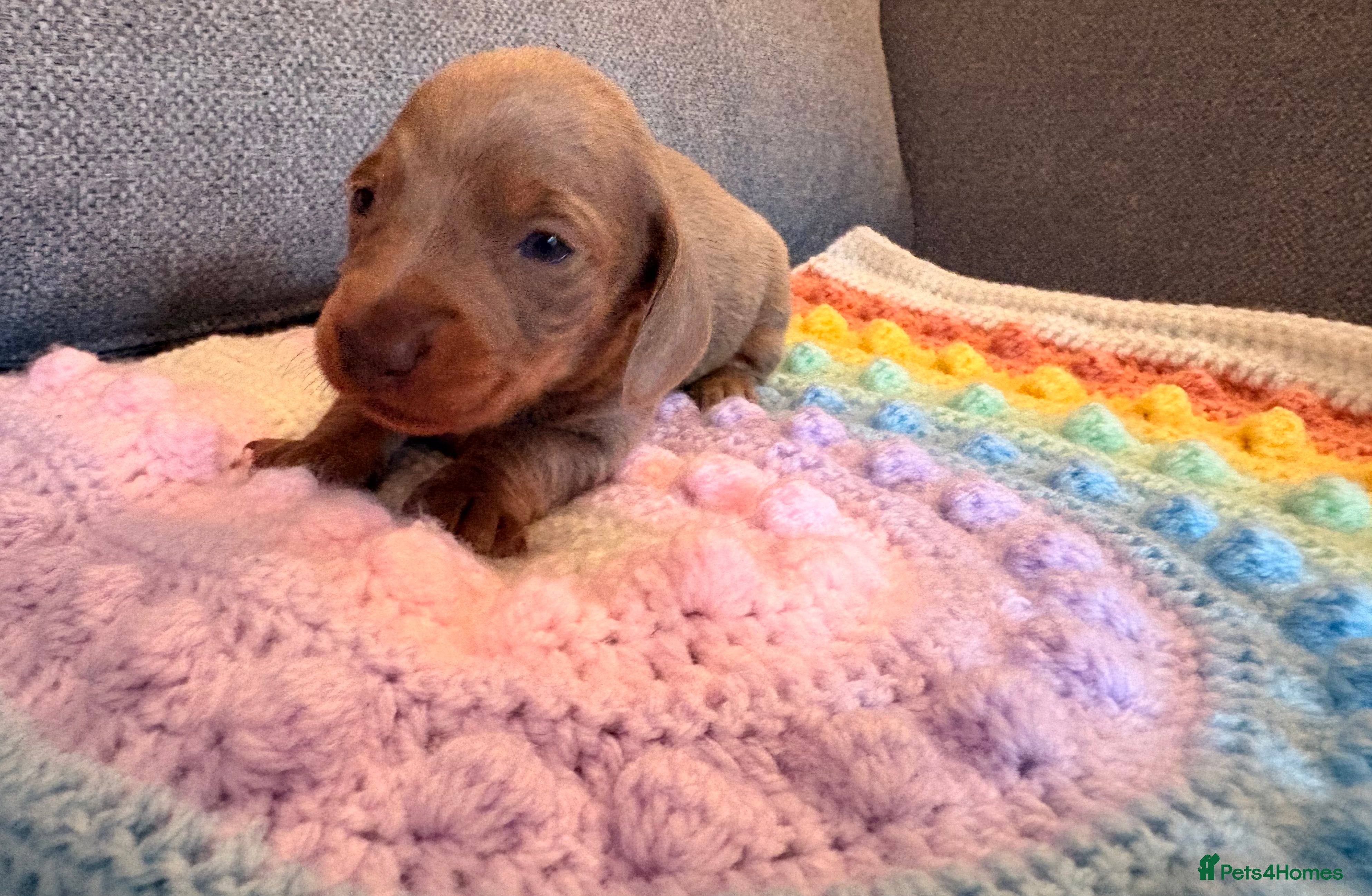 Miniature Dachshund dogs Miniature dachshunds  - Advert 7