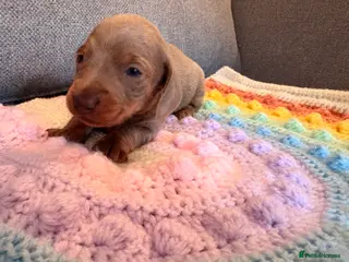 Miniature Dachshund dogs Miniature dachshunds - Advert 7