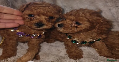 Toy Poodle dogs - Advert 14