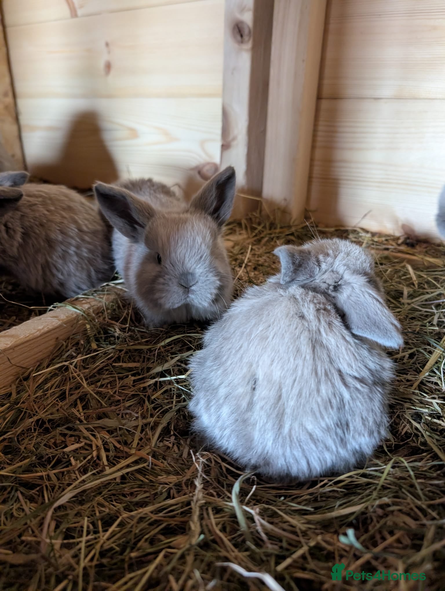 Mini Lop rabbits PURE MINI LOP BUNNIES 1 GIRL LEFT - Advert 2