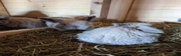 Mini Lop rabbits for sale: PURE MINI LOP BUNNIES 1 GIRL LEFT - Advert 1