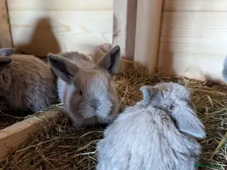 Mini Lop rabbits PURE MINI LOP BUNNIES 1 GIRL LEFT - Advert 12