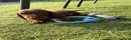 Dachshund dogs for sale: Brown and tan, beautiful little dachshund boy  boy - Advert 5