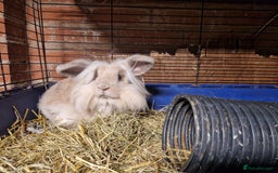 Mini Lion Lop rabbits for sale: Super floofy gorgeous golden lion lop boy - Image 6