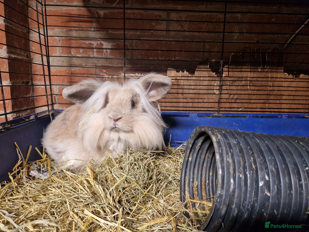 Mini Lion Lop rabbits for sale: Super floofy gorgeous golden lion lop boy - Image 6