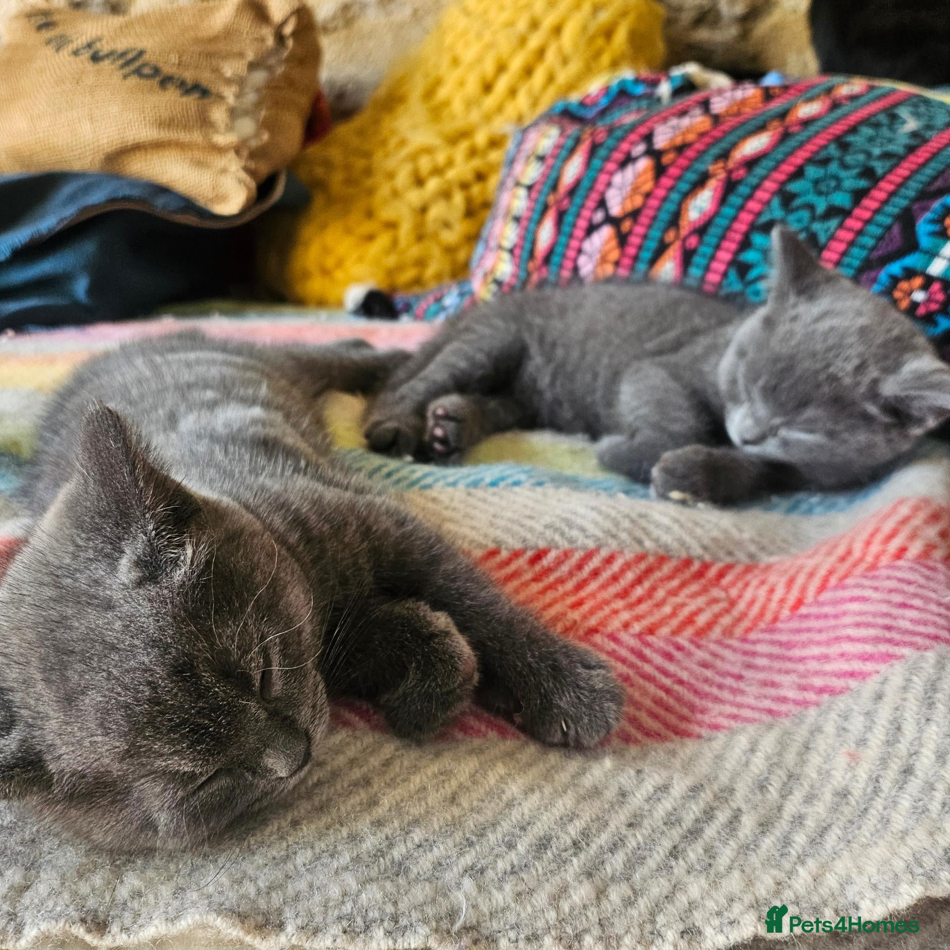 British Shorthair cats for sale: BSH kittens  - Advert 1