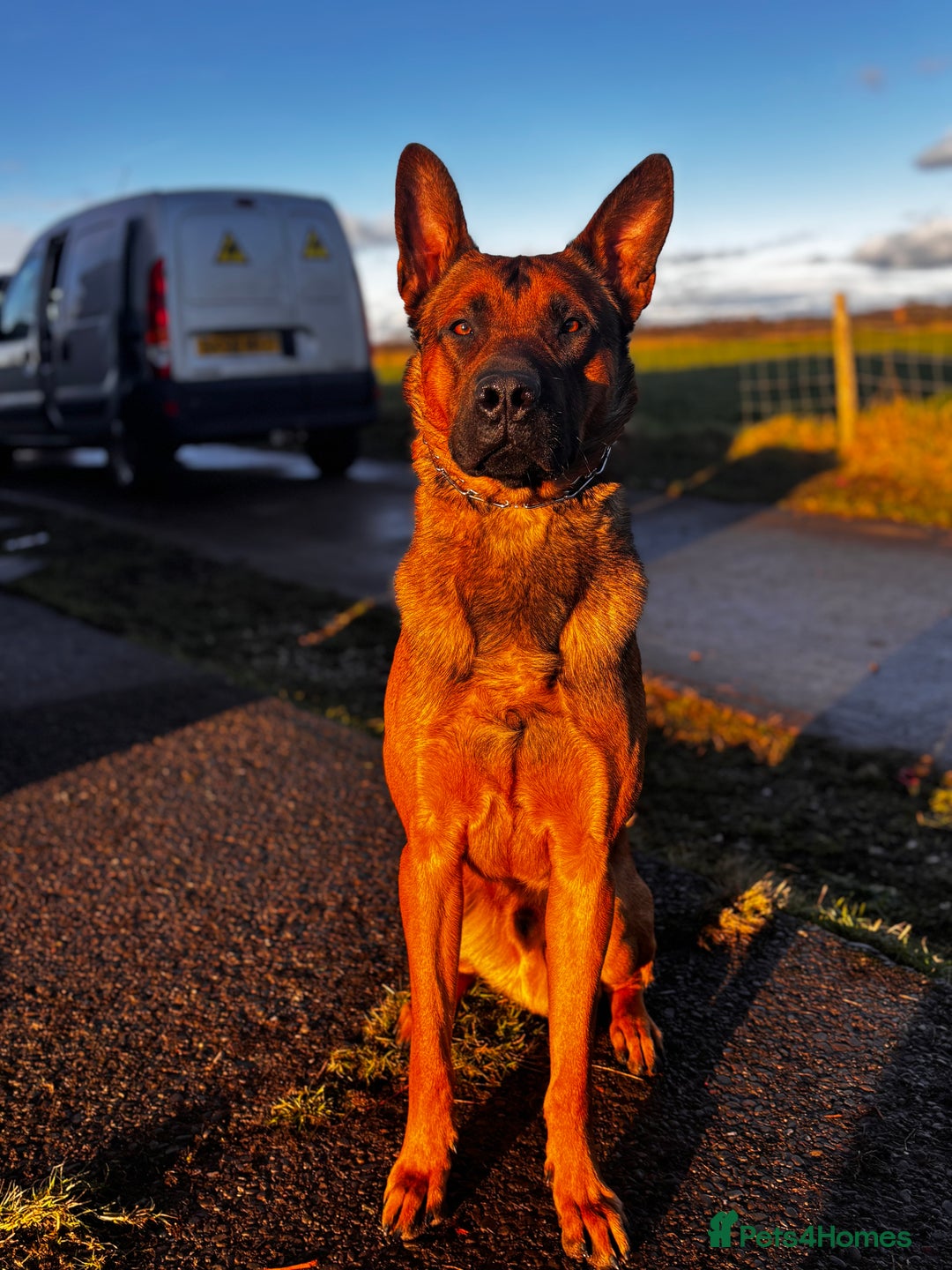 Belgian Shepherd Dog dogs for sale: Bruce male Belgian Mali  - Advert 3