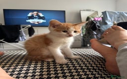 Mixed Breed cats for sale: Kittens for Sale - Advert 2