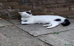 Mixed Breed cats for sale: Adorable Kittens  - Image 9