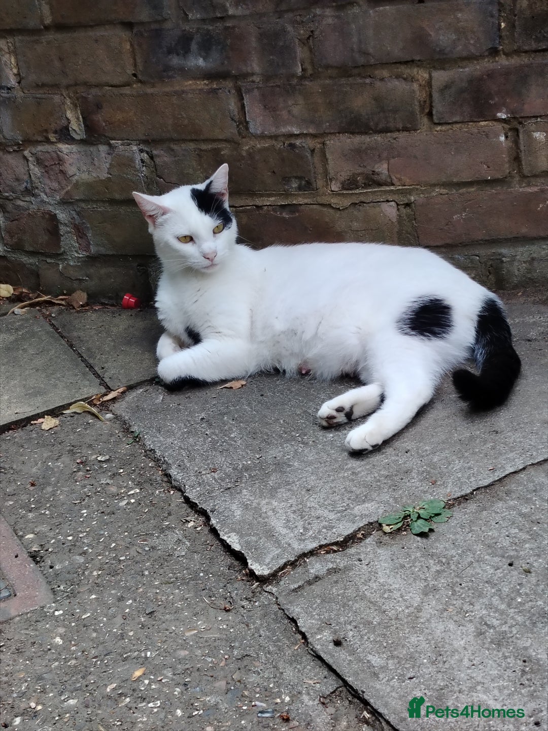 Mixed Breed cats for sale: Adorable Kittens  - Image 9