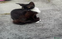 Domestic Shorthair cats for sale: cat and kittens for rehoming - Image 21