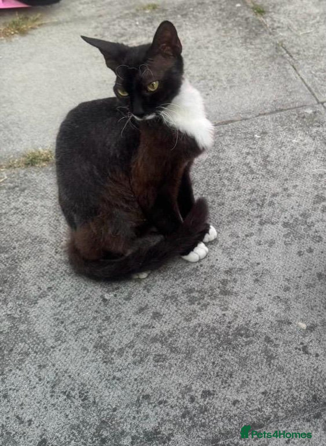 Domestic Shorthair cats for sale: cat and kittens for rehoming - Image 21