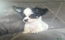 Chihuahua dogs for sale: Beautiful longhaired chihuahua boys ready now  - Image 13