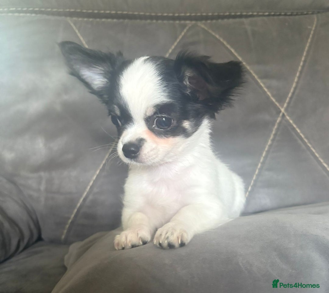 Chihuahua dogs for sale: Beautiful longhaired chihuahua boys ready now  - Image 13