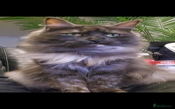 Maine Coon cats for sale: 🐾 Proven TICA  Maine Coon Queen – Black Smoke 🐾 - Image 2