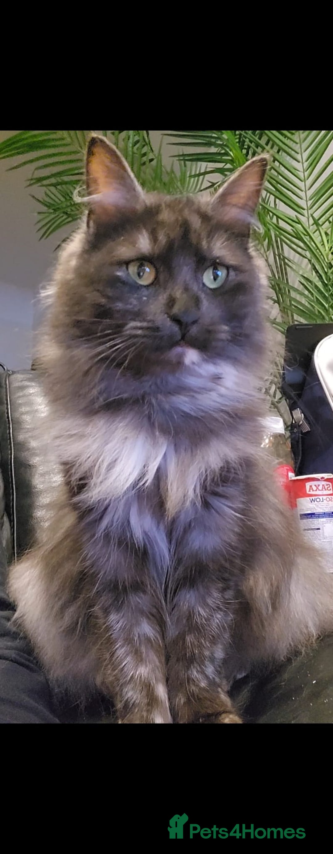 Maine Coon cats for sale: 🐾 Proven TICA  Maine Coon Queen – Black Smoke 🐾 - Image 2