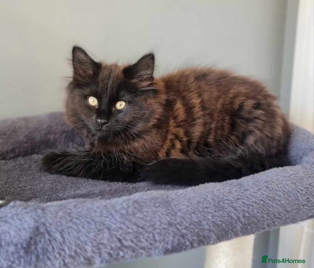 Mixed Breed cats for sale: Cute kittens - Image 4