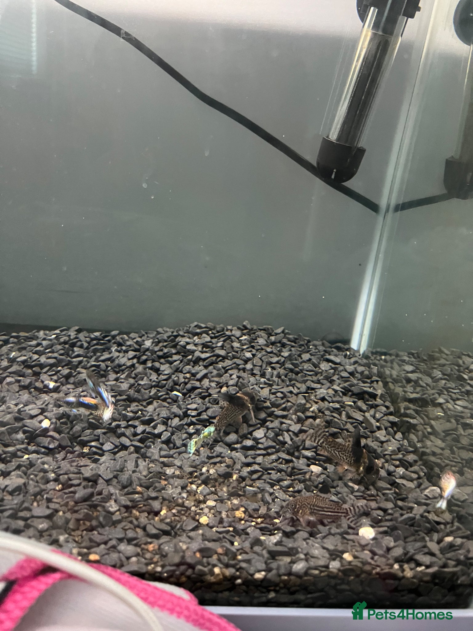 Corys fish 3 Corys and 4 make guppies for sale  - Advert 3
