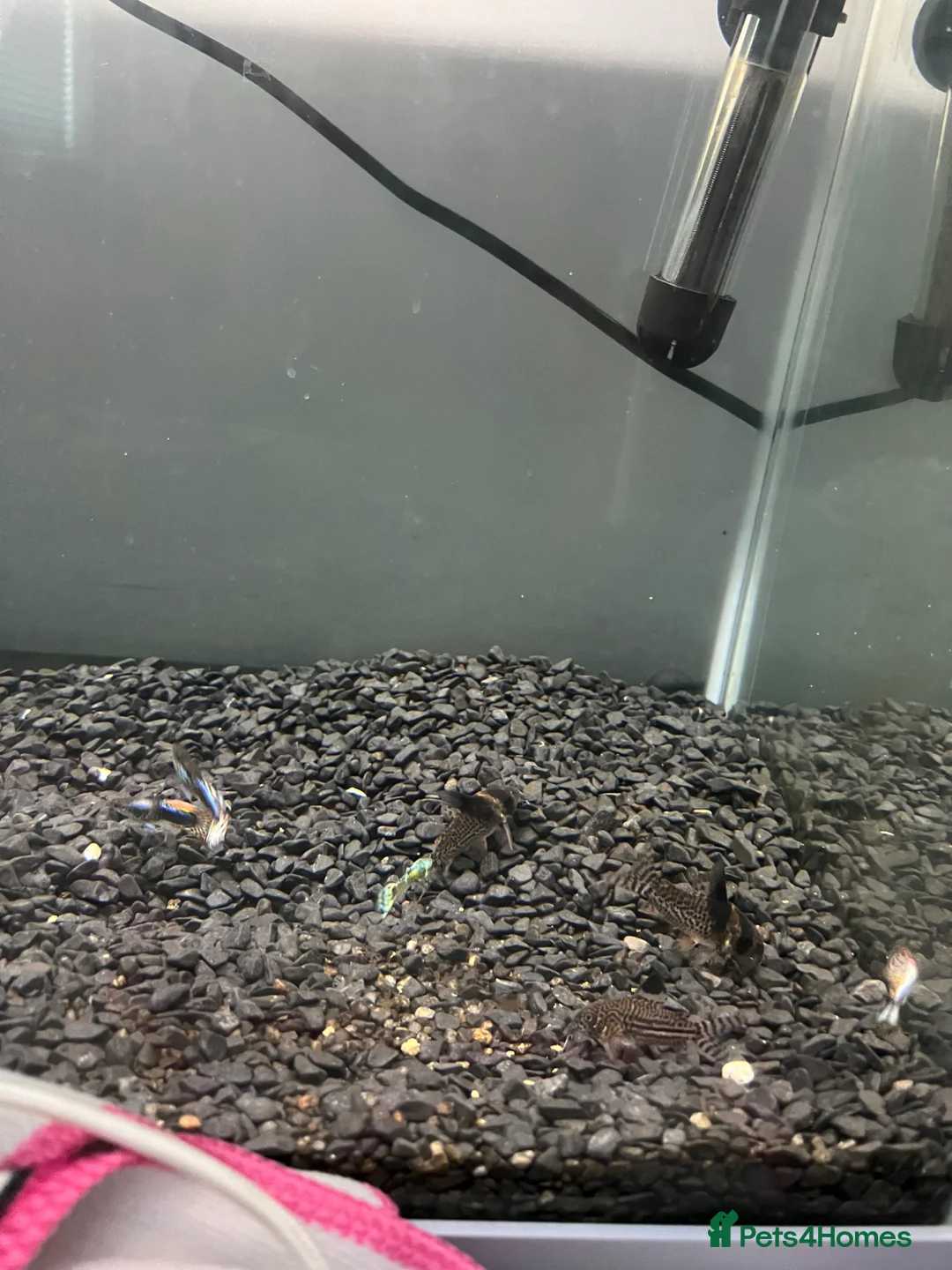 Corys fish for sale: 3 Corys and 4 make guppies for sale  in Leicester - Advert 1