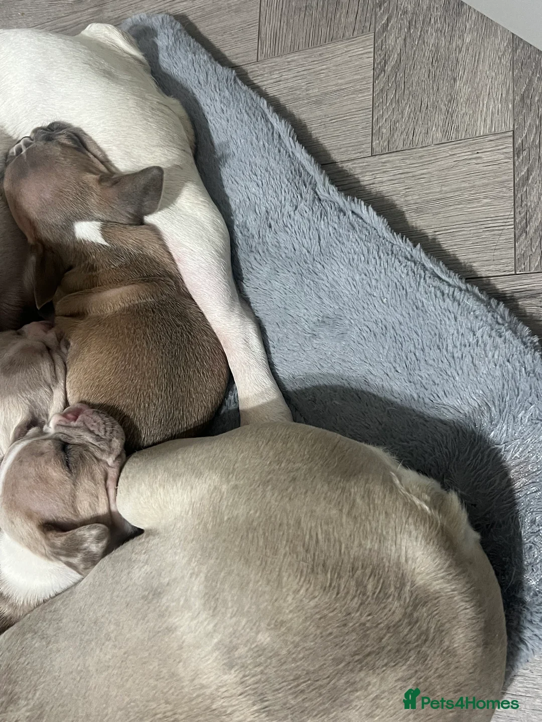 French Bulldog dogs for sale: 1 male French Bulldog Pup left  - Advert 26